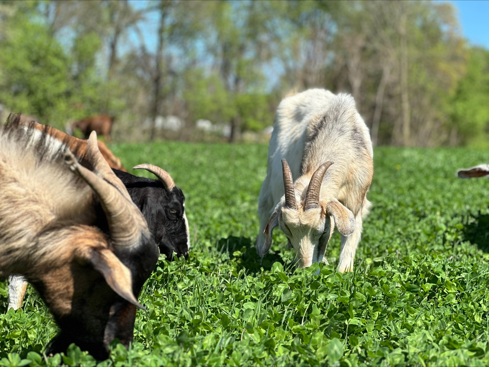 Willowbrook Farms