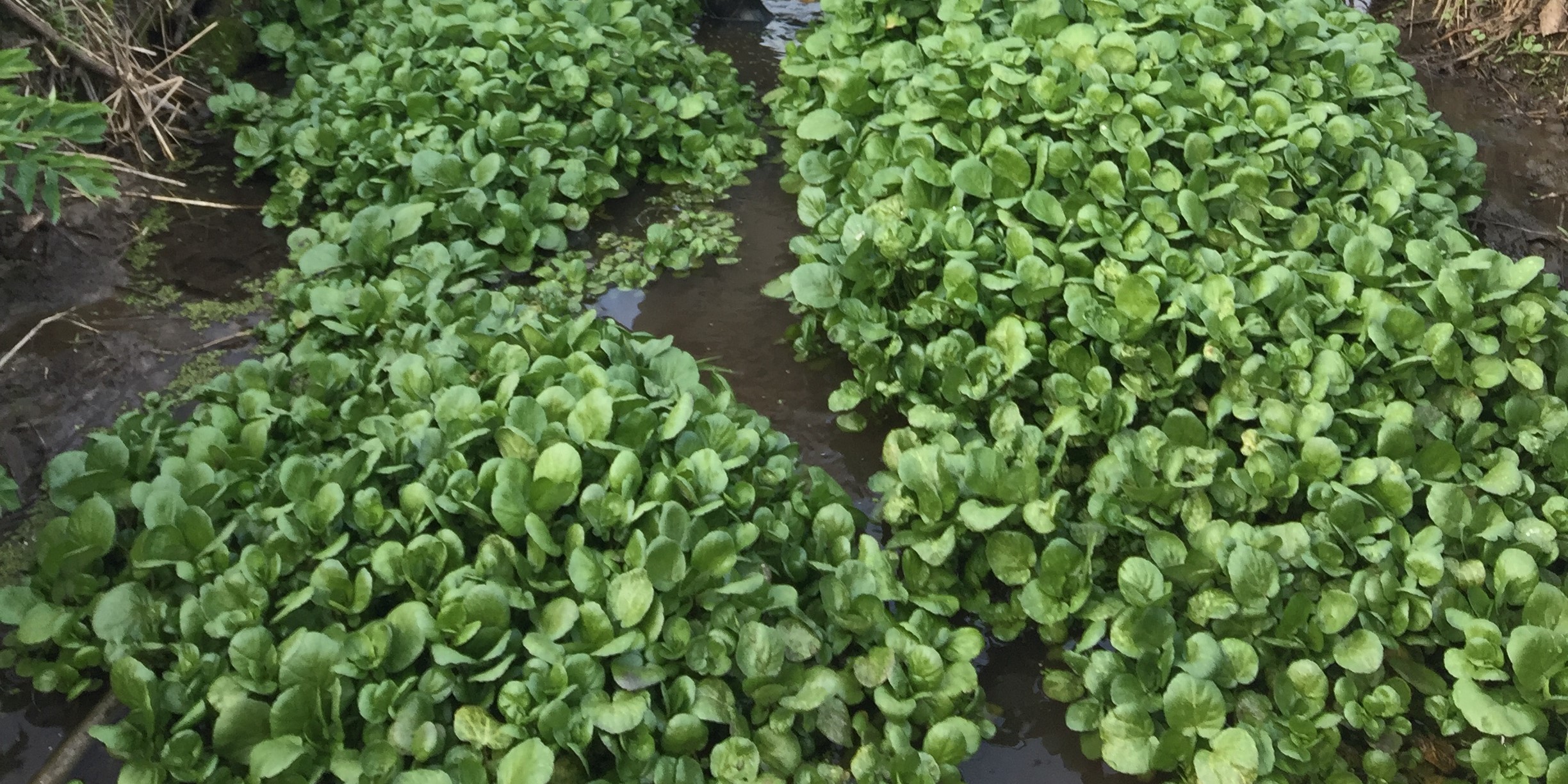 Rick Bayless's Jicama Salad with Watercress, Romaine and LimeCilantro